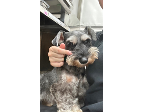 生徒が撮影したモデル犬たち♪